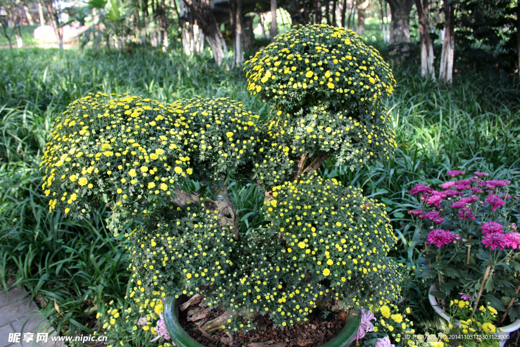 菊花