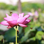 荷花蜜蜂