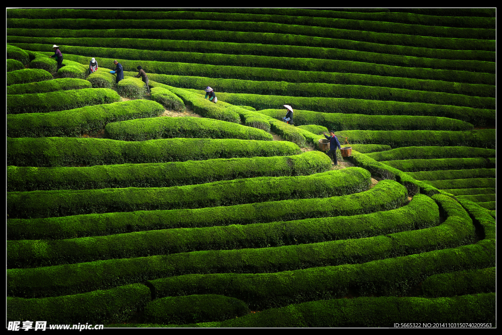 茶山