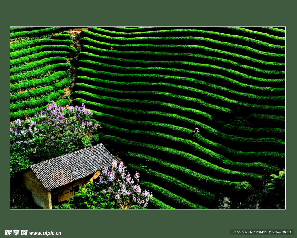 茶山