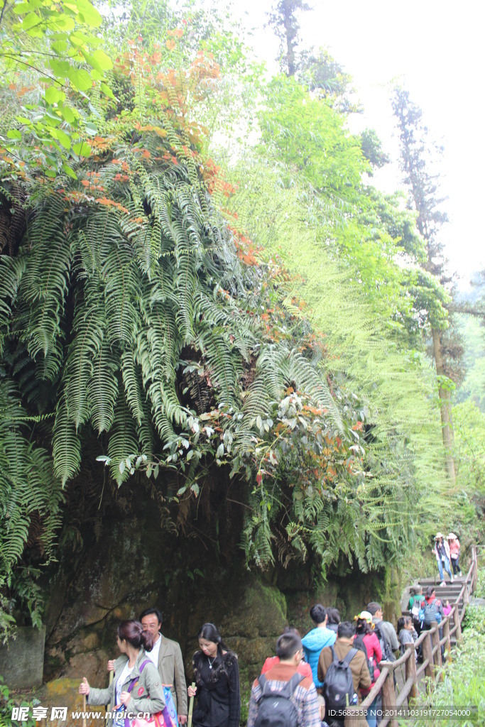 峨嵋植被