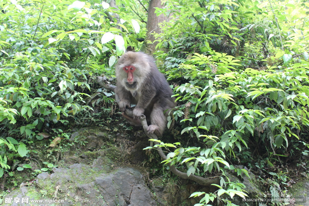 峨嵋灵猴