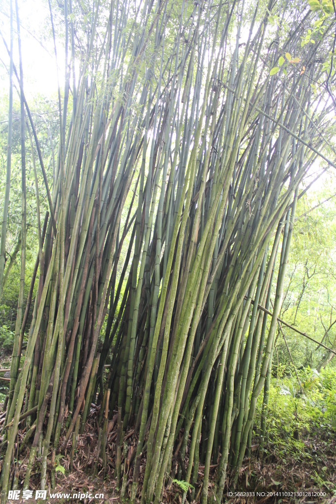 峨嵋竹