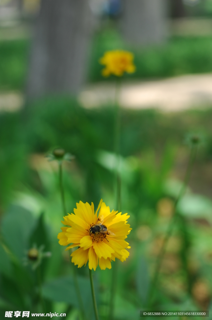 黄花