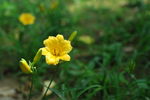 黄色小花