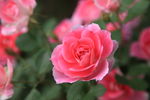 鲜花