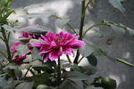 芍药花