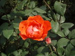 月季花