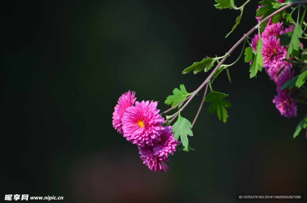 小粉菊花