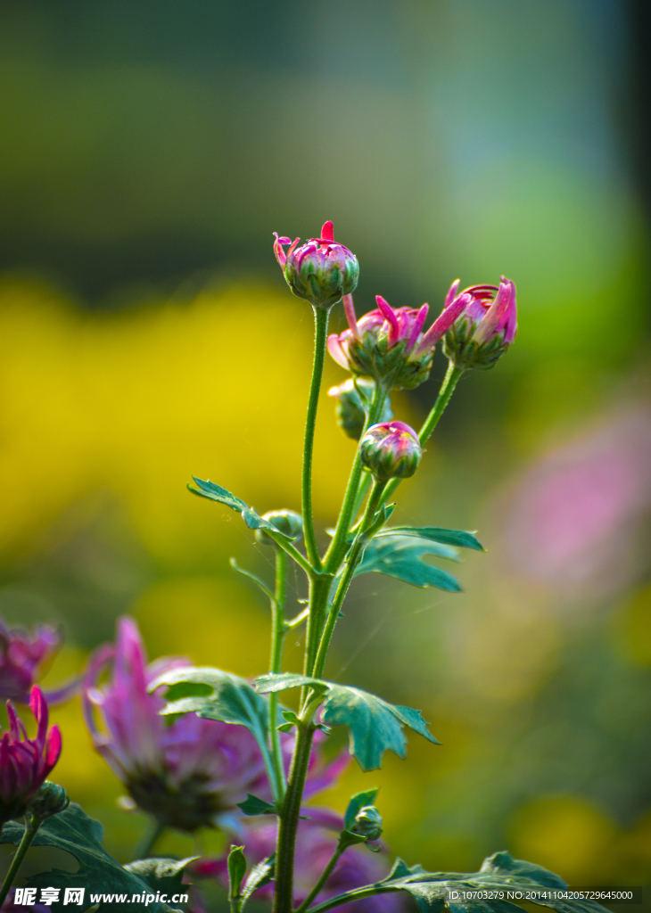 菊花蕾