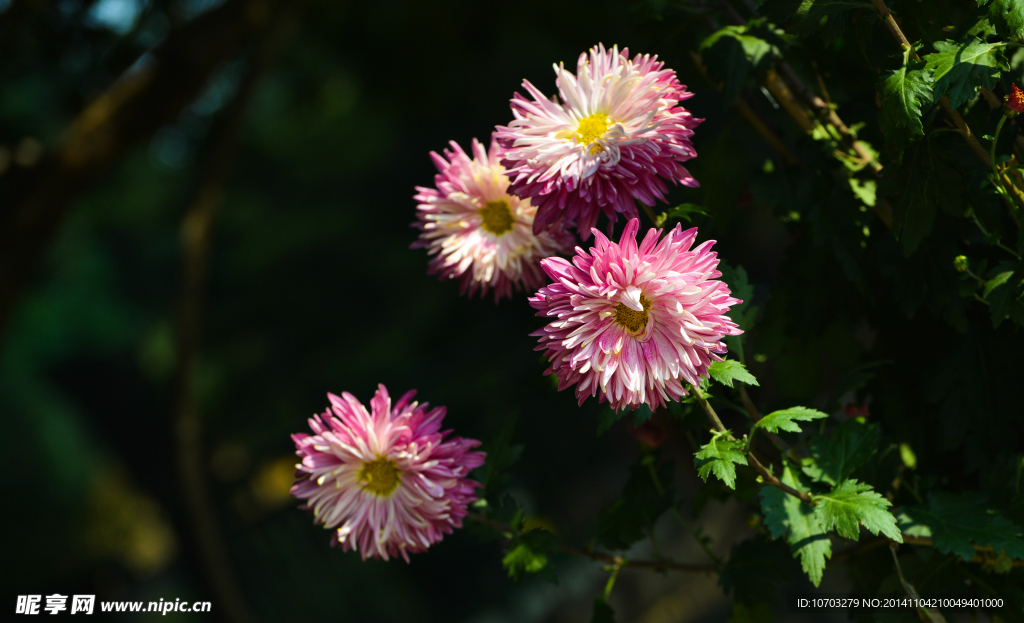 小粉菊花