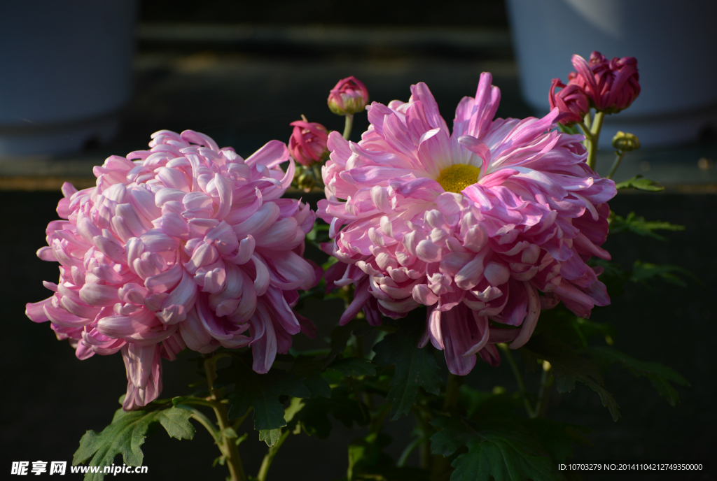 粉菊花