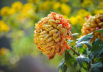金黄菊花