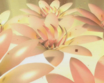 灿烂的花瓣