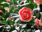 山茶花