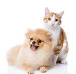 猫猫狗狗