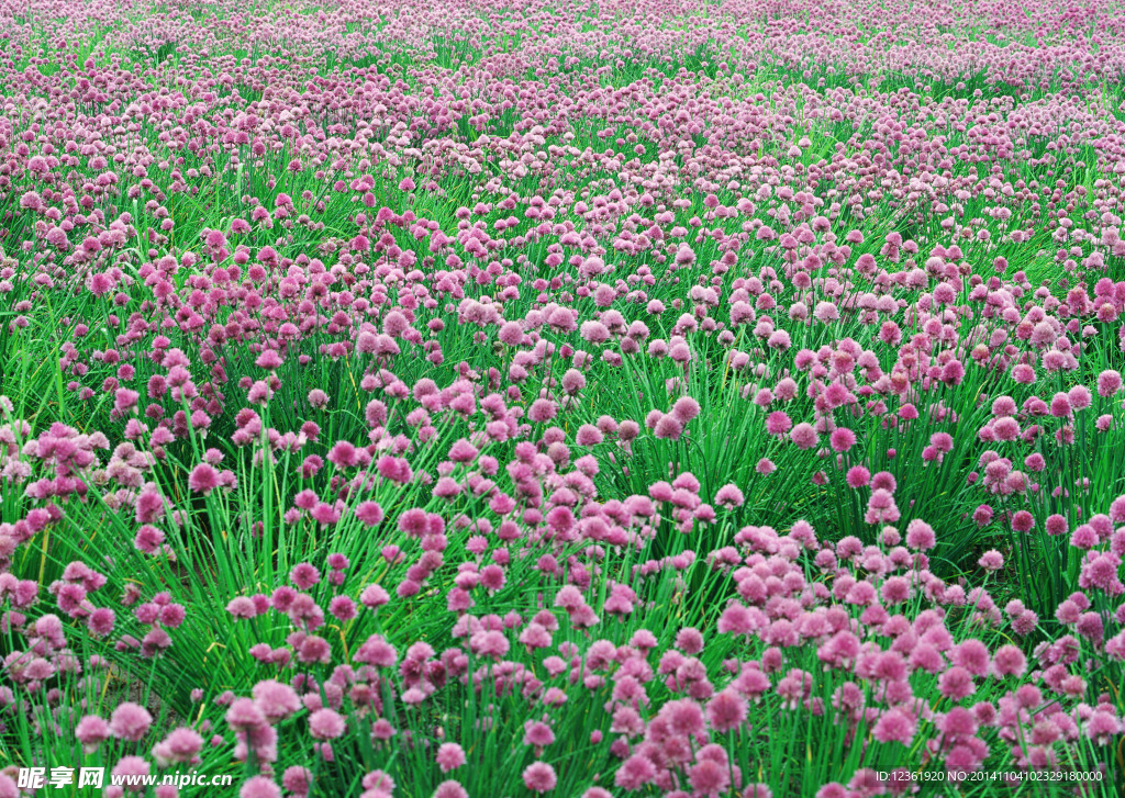 红色鲜花拍摄