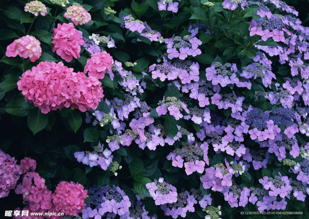 绣球花