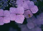 鲜花拍摄
