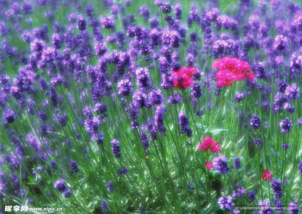 薰衣草