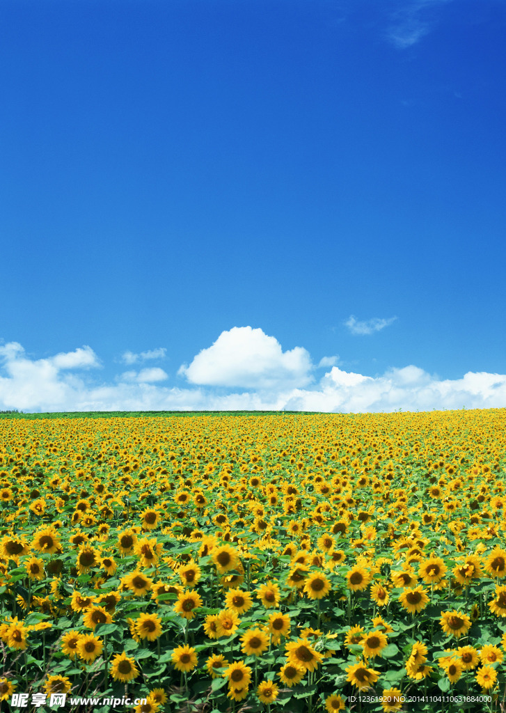 葵花