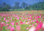 红色鲜花