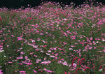 波斯菊