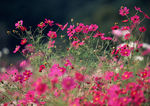 红色鲜花