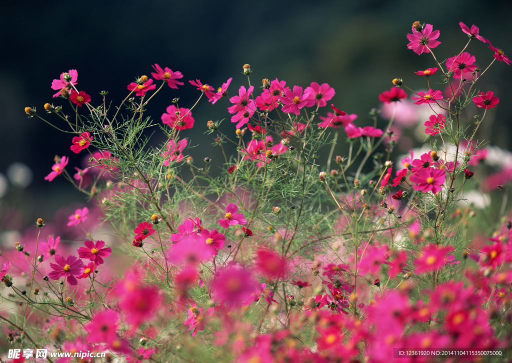 红色鲜花