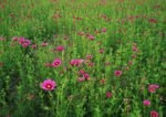 波斯菊