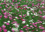 波斯菊