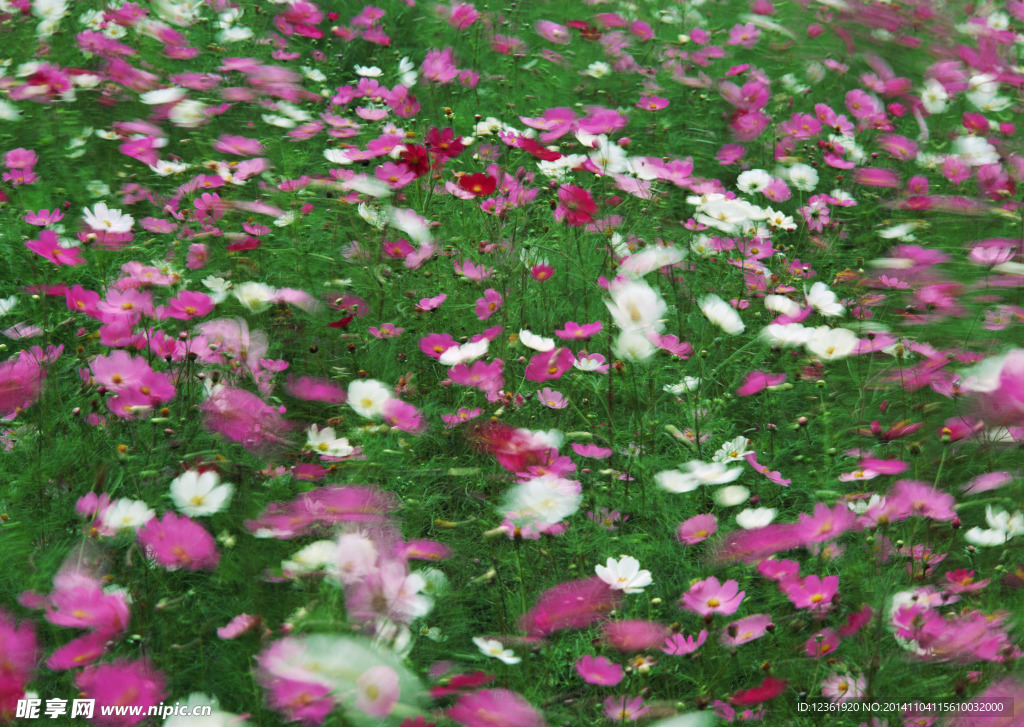 波斯菊