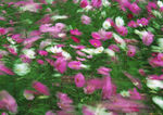 波斯菊