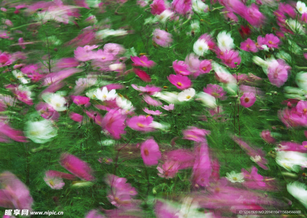 波斯菊