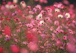 波斯菊