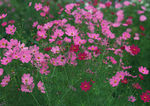 波斯菊