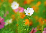 波斯菊