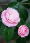 茶花