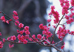 鲜花