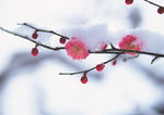 鲜花