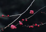 鲜花