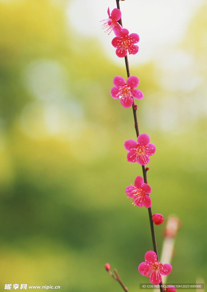 鲜花