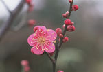 鲜花