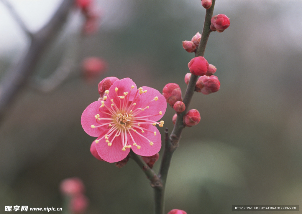 鲜花