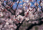 鲜花