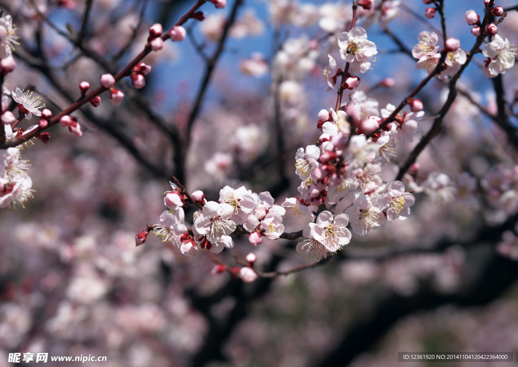 鲜花