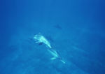 大海