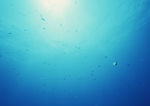 大海