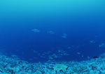 大海