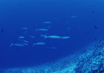 大海